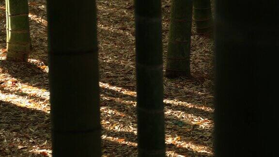 竹林光和影