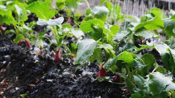 在菜园里浇萝卜新鲜成熟的萝卜准备收割农业或园艺概念