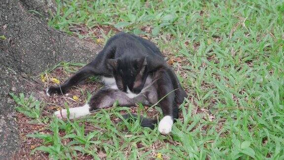 曼谷伦皮尼公园的猫