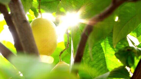 太阳照在树枝上的柠檬