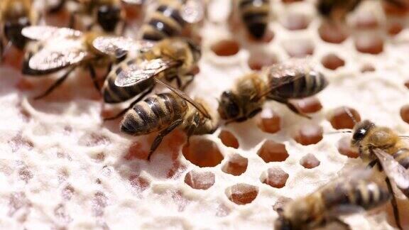 蜜蜂在蜂房里为药品生产酿蜜