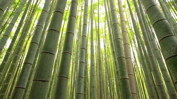 日本神奇的竹林