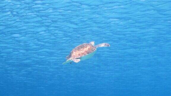 绿海龟在库拉索岛附近的加勒比海珊瑚礁的蓝色海水中游泳