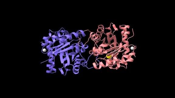人三磷酸异构酶的结构