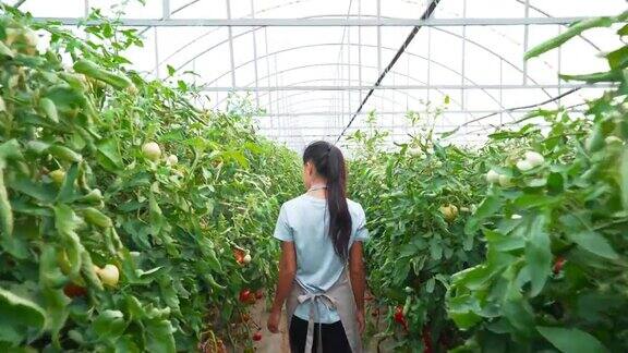 照料番茄生产的农民