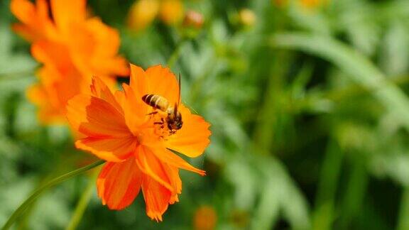 在花上工作的蜜蜂