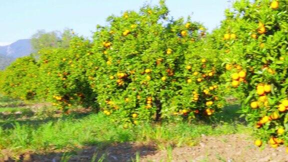 树枝上结橙果春季晴天