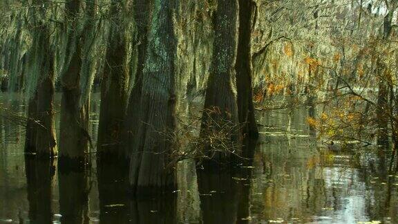 路易斯安那州南部Atchafalaya河流域沼泽中覆盖着西班牙苔藓的森林中的柏树