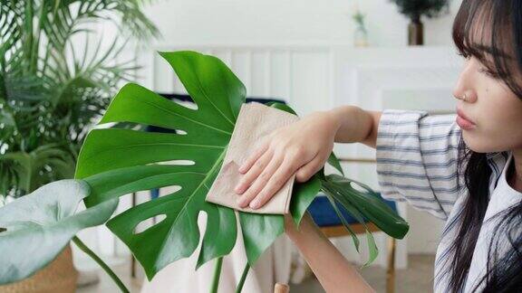 特写年轻女性的手搓擦着室内植物MonsteraDeliciosa叶子上的灰尘情人在家植物护理4k慢动作视频