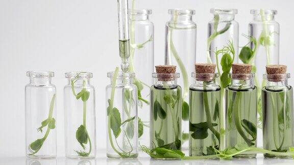 试管与微绿色和试剂在实验室培养新鲜植物研究用豆芽的选择超级食品生产叶绿素提取被倒在纯水中管近距离
