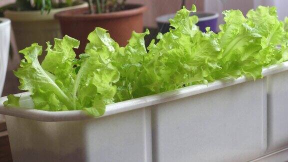 特写绿色生菜生长在一个花盒在家里选择性聚焦在家给植物浇水照顾室内植物在窗台上种绿莴苣