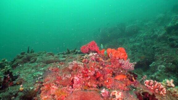 珊瑚礁和热带鱼印尼巴厘岛