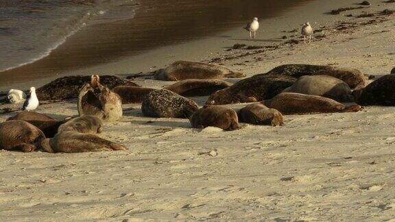 拉霍亚湾的海豹完全是慢镜头