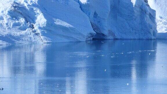 格陵兰鲸沿着冰山游动