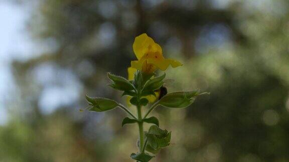 花上的蜜蜂