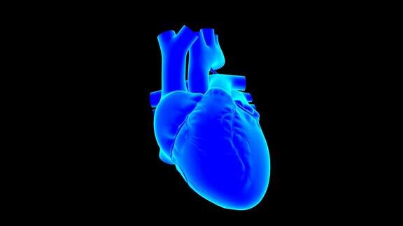 心脏跳动解剖医学概念3D