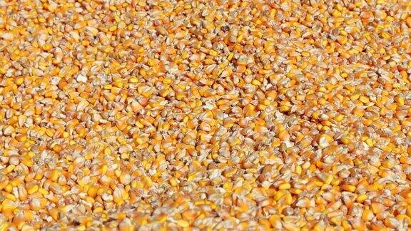 刚收获的玉米在农民强壮的手中