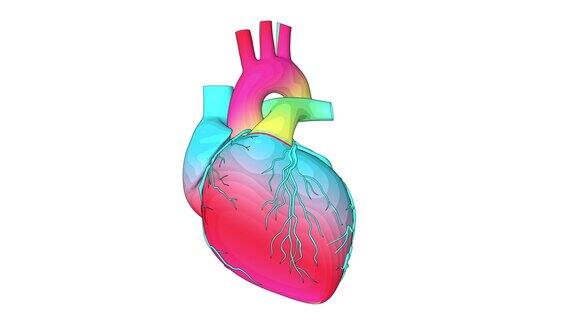 人体心脏跳动解剖动画彩虹纹理的心脏模型
