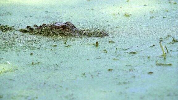 沼泽里的美洲短吻鳄南卡罗来纳北美美国南部