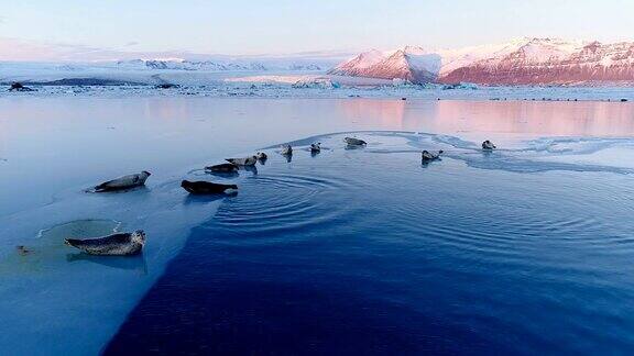 在红色的夕阳下冰岛白色的浮冰上的海豹的全景我们可以在地平线上看到冰川和天空