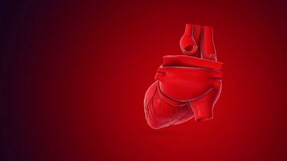 3D人类心脏旋转动画