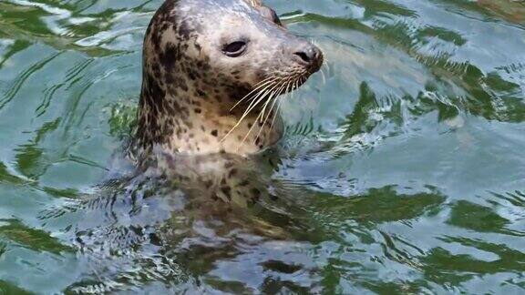 水里的海豹(Phocavitulina)把头伸出了水面海豹在水里休息