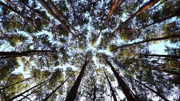 在阳光下的森林松树的底部视图