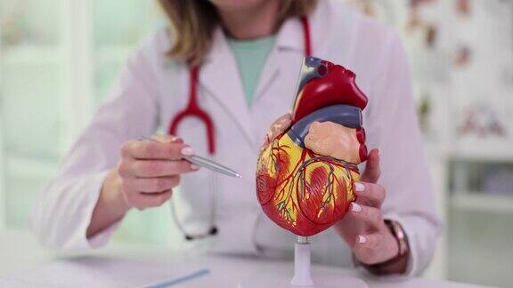 心脏病专家手中的人体解剖模型