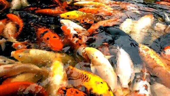 美丽的锦鲤在池塘里游泳中国西安