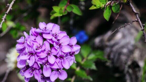 青海西藏高原上的紫色小花:暗豆蔻