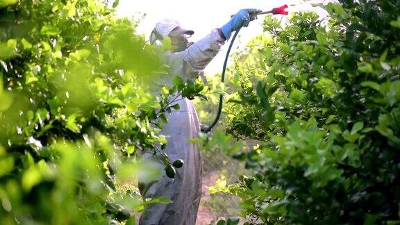 西班牙戴面具的男子在柠檬种植园喷洒有毒农药