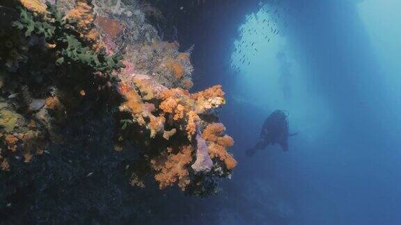 潜水员在美丽的珊瑚礁墙印度尼西亚