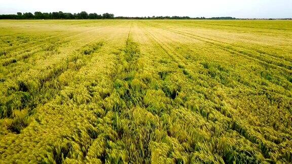 小麦在耕地上生长