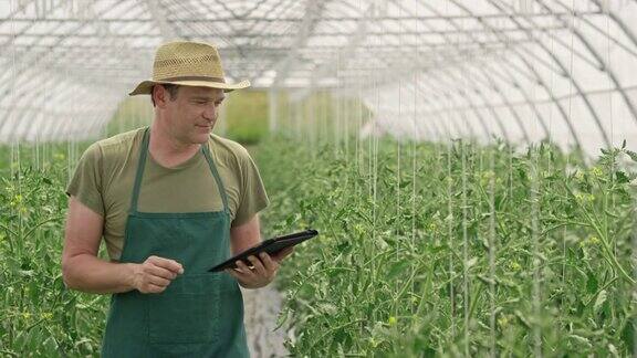一名男性农民正在用平板电脑检查温室里的番茄