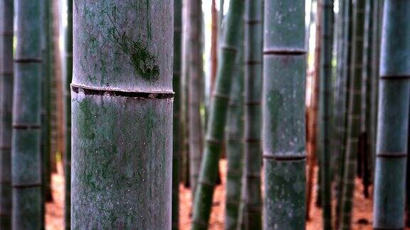 京都岚山竹林的竹子植物特写