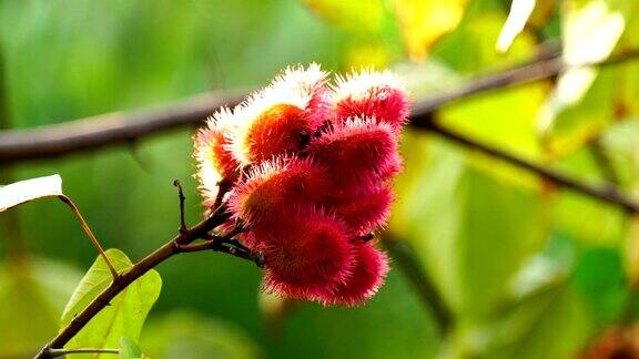 留尼旺岛上的红毛丹水果