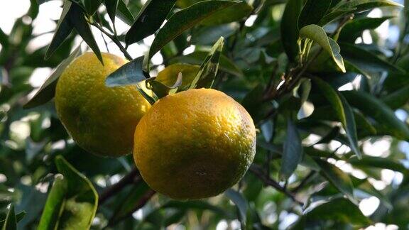 新鲜的橘子在树上