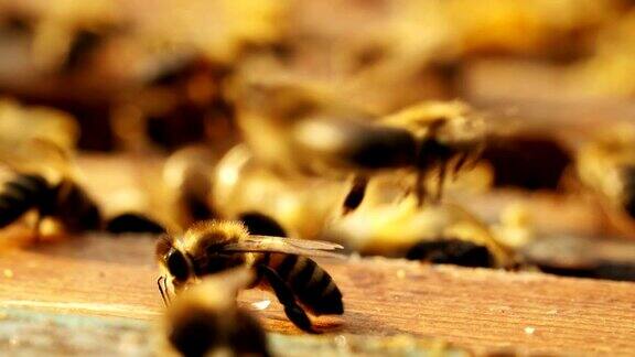 蜜蜂在蜂窝里筑巢