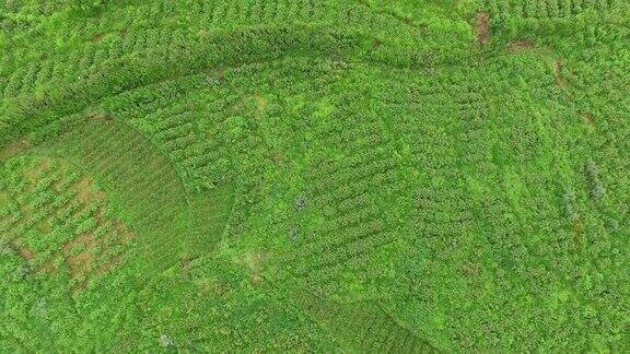 山上的食用玫瑰植物鸟瞰图