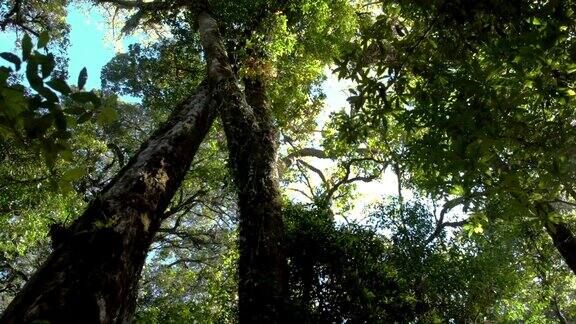 仰望局部森林中一棵高大的老大树