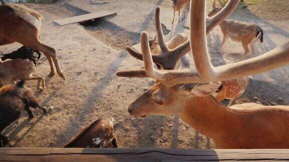 这个人喂了一只可爱的小鹿后面可以看到小鹿和其他动物
