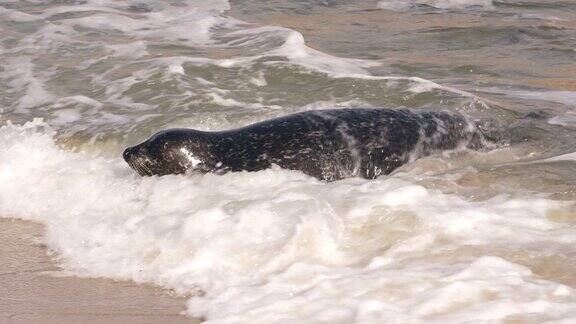 美国圣地亚哥拉霍亚海滩上的斑海豹