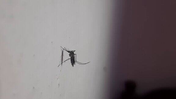 蚊子坐在墙上