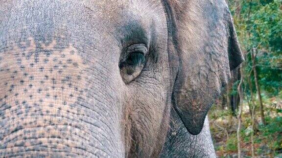 大象的脸
