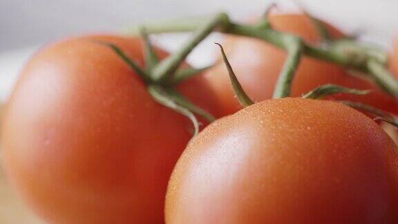 新鲜有机西红柿在藤上的特写