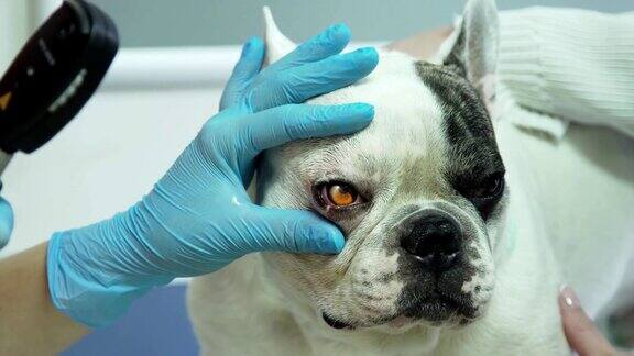 兽医眼科医生检查狗的眼睛