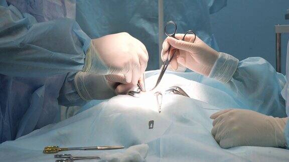 兽医正在给宠物做手术戴着手套的外科医生的手操作手术器械医生将给宠物消毒