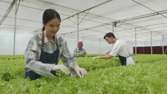 在温室里种植绿色沙拉和蔬菜园丁们精心照料有机蔬菜