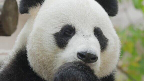 大熊猫(Ailuropodamelanoleuca)也被称为熊猫或简称熊猫是中国中南部的一种熊