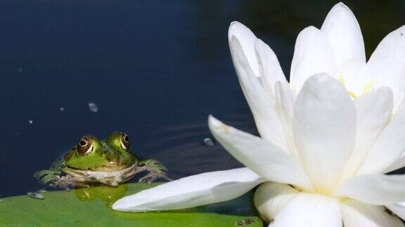 一只绿色青蛙的特写浪漫的青蛙王子童话般的风景